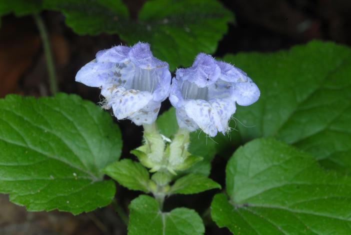 Meehania cordata image