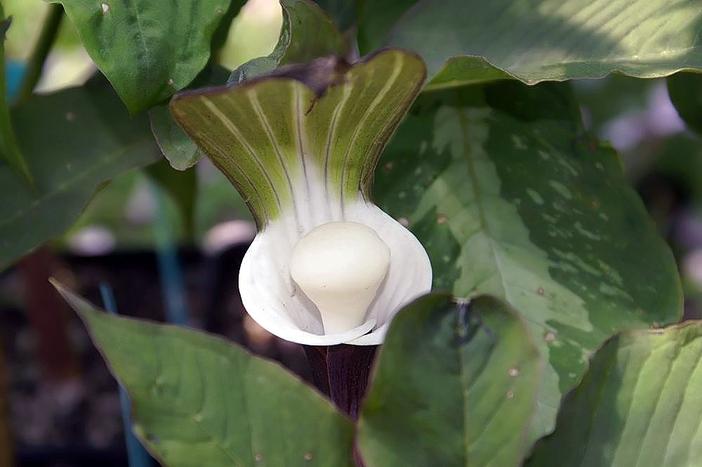 Arisaema sikokianum image