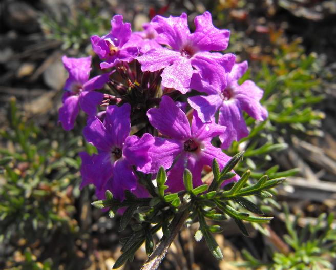 Glandularia pulchella image