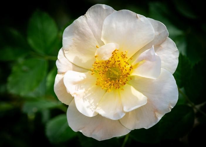 Rosa moschata image