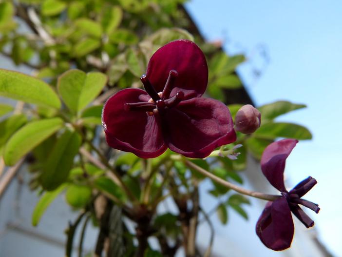 Akebia quinata image