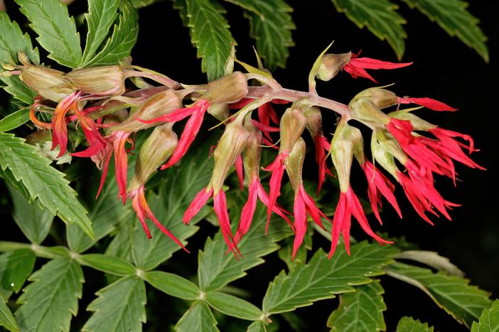 Melianthus elongatus image
