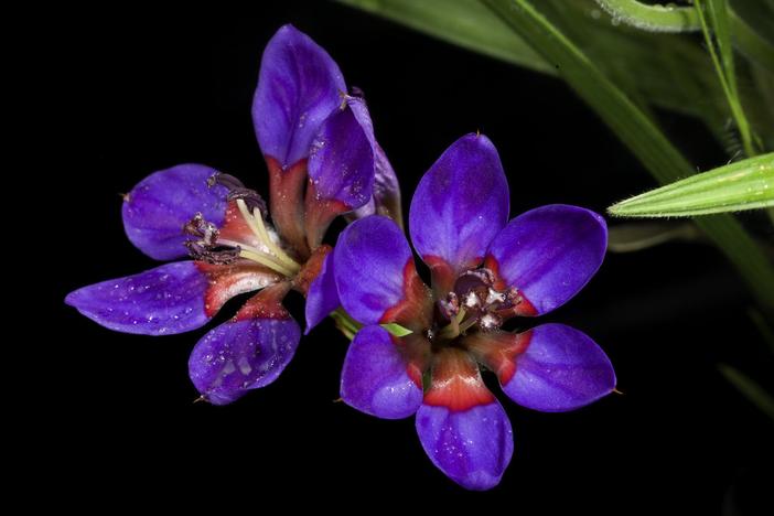 Ixia stricta image