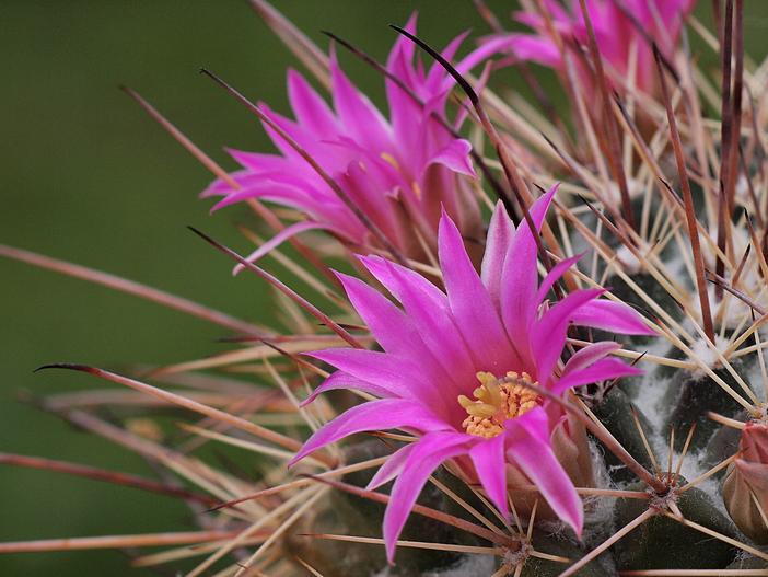Mammillaria melanocentra image