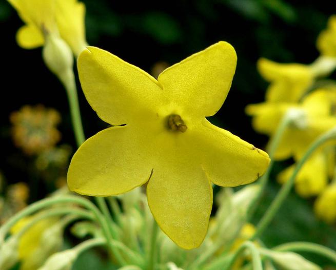 Primula florindae image