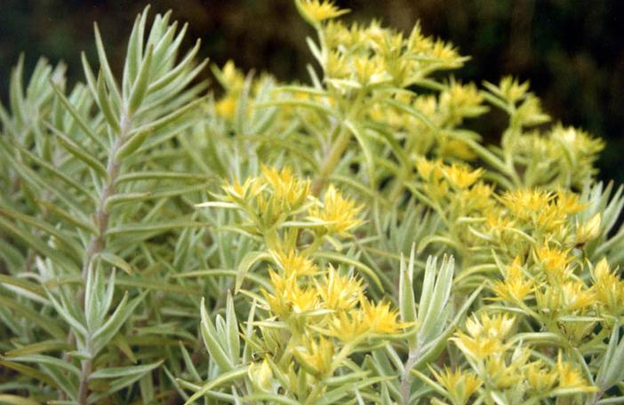 Sedum lineare image