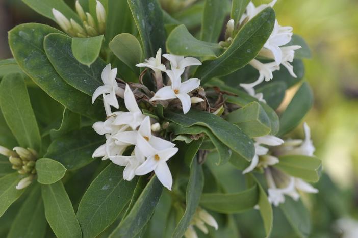 Daphne ×transatlantica image