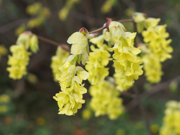 Corylopsis sinensis image