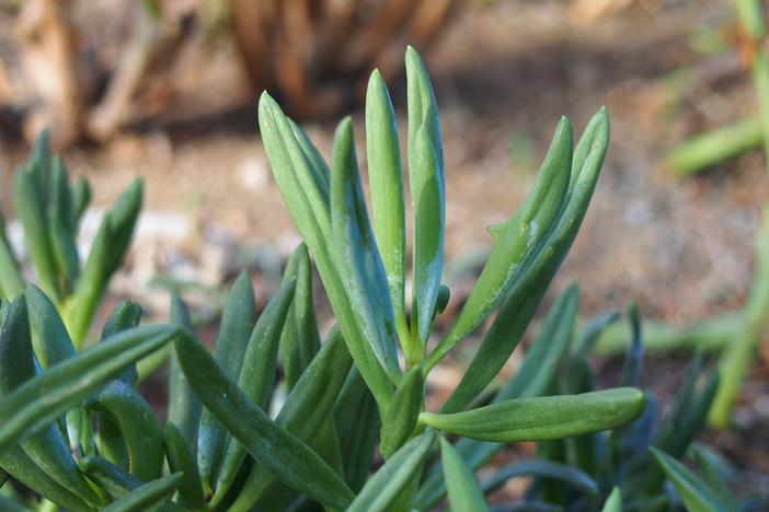Curio repens image