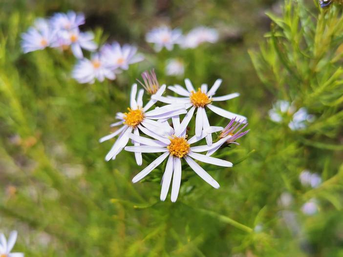 Olearia tenuifolia image