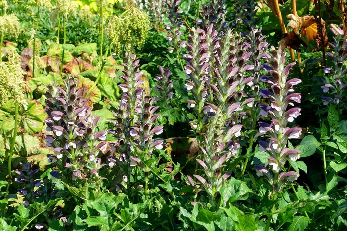 Acanthus hungaricus image