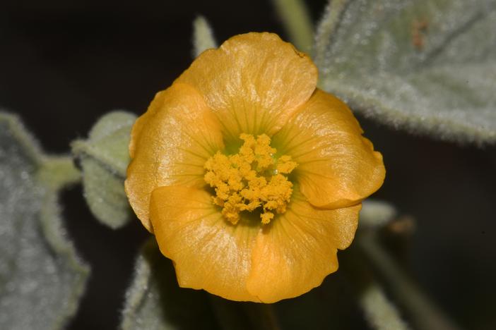 Abutilon abutiloides image