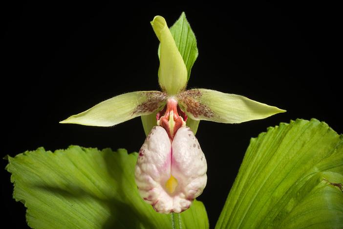 Cypripedium japonicum image