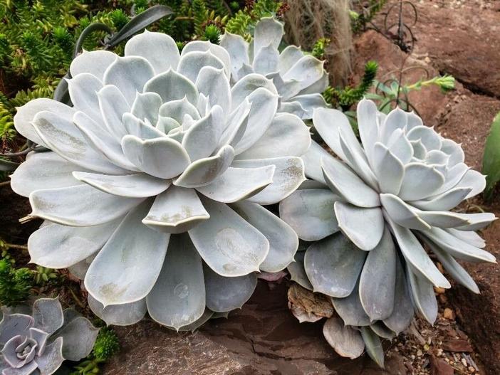 Echeveria lilacina image
