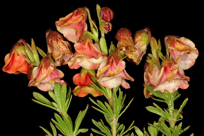 Hermannia pinnata image