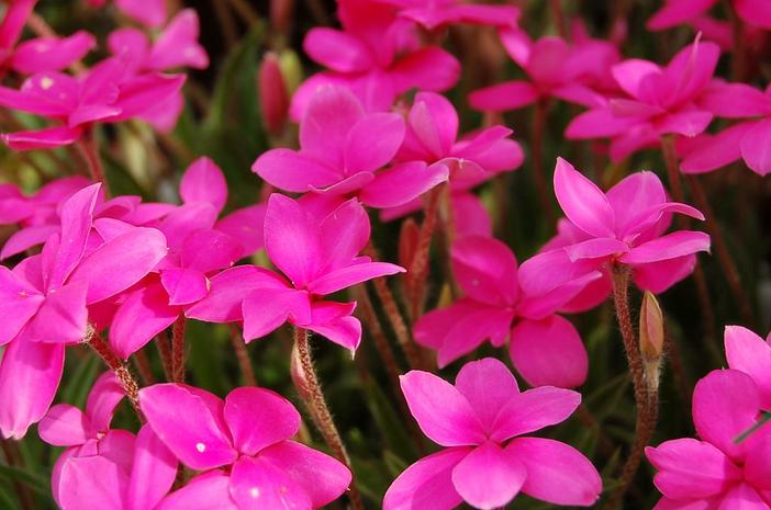 Rhodohypoxis baurii image