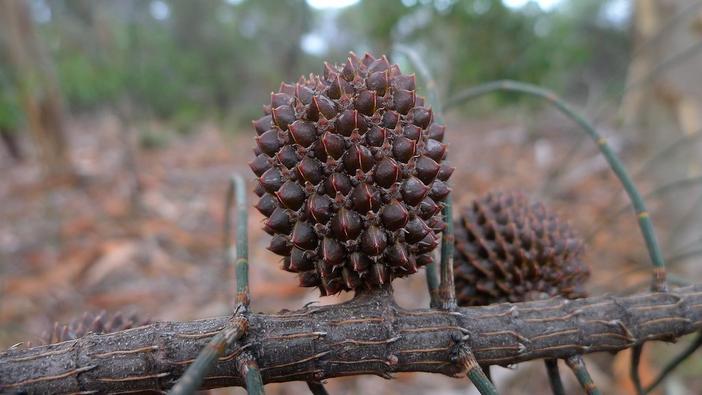 Allocasuarina verticillata image