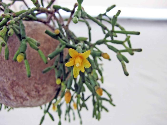 Hatiora salicornioides image