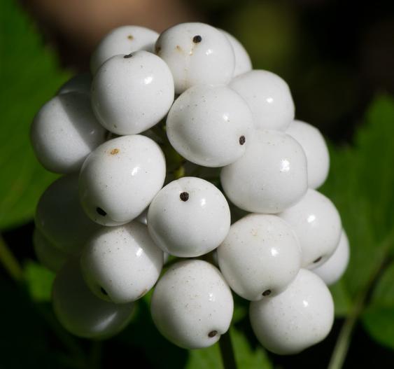 Actaea pachypoda image