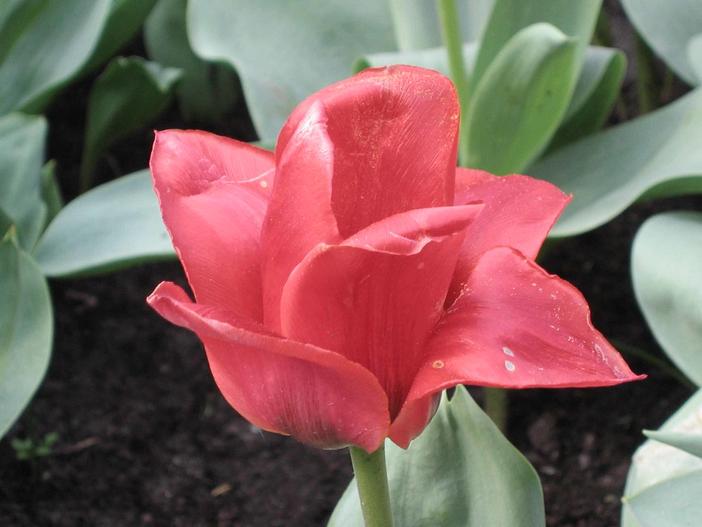 Tulipa greigii image