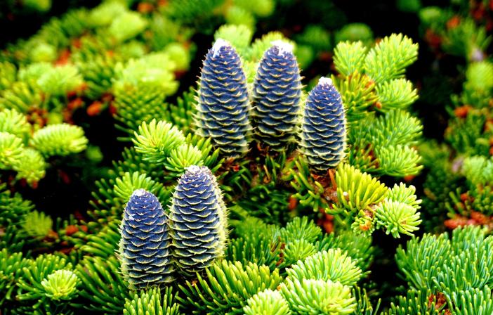 Abies phanerolepis image