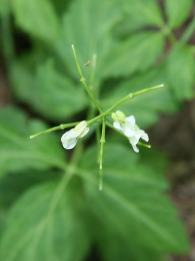Cardamine maxima image