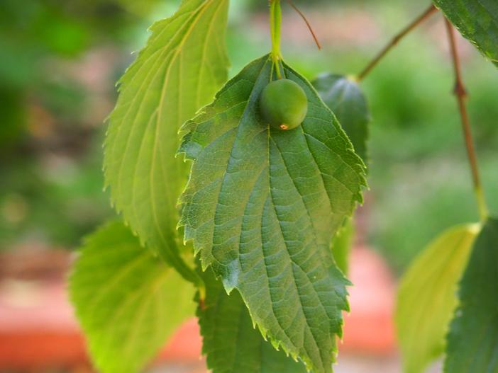Celtis australis image