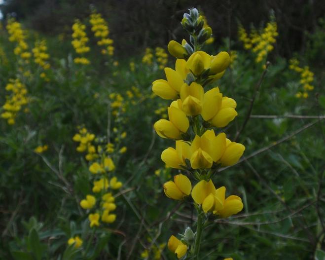 Thermopsis macrophylla image