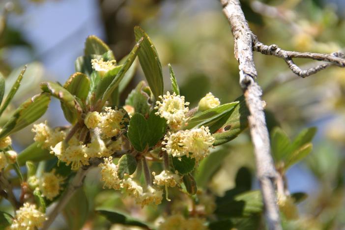 Cercocarpus betuloides image