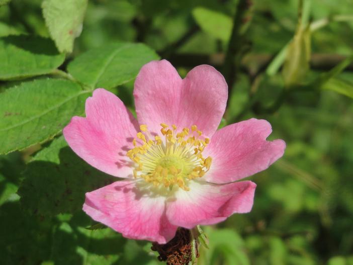 Rosa rubiginosa image