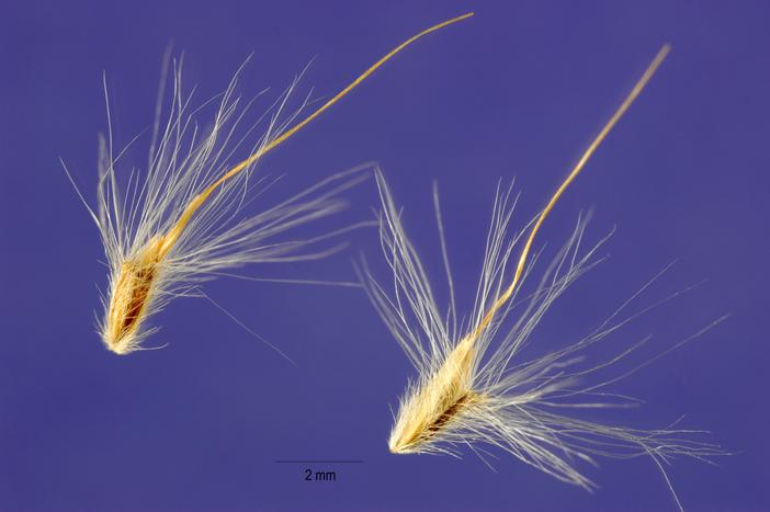 Bothriochloa saccharoides image
