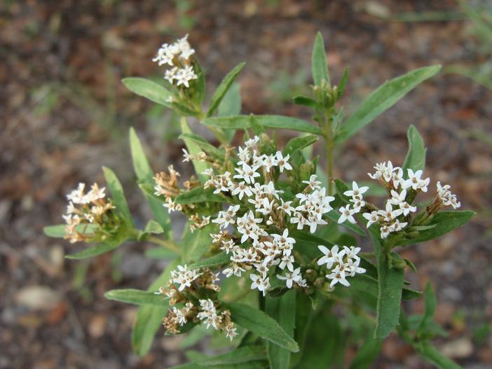 Stevia lemmonii image