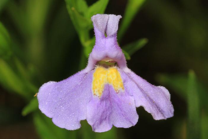 Mimulus ringens image