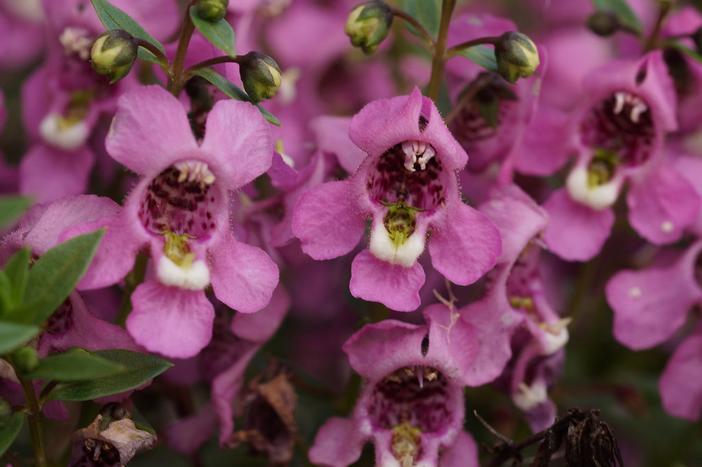 Angelonia angustifolia image