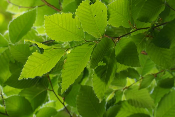 Fagus crenata image