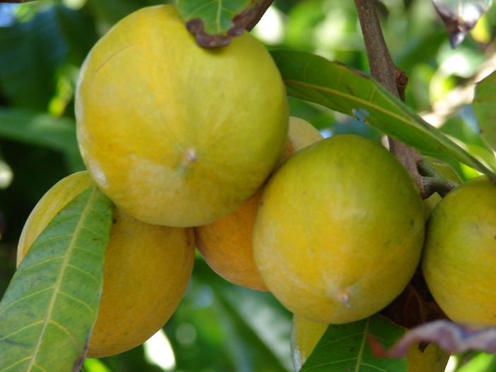 Pouteria campechiana image