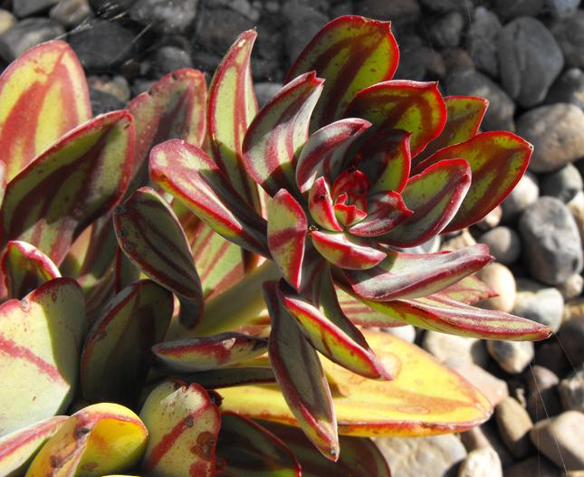 Echeveria nodulosa image