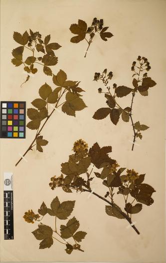 Rubus ×setosus image