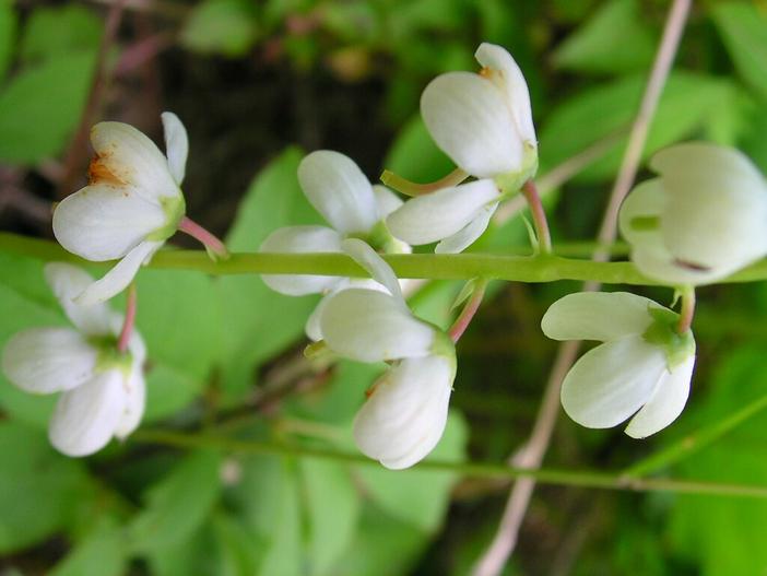 Pyrola elliptica image