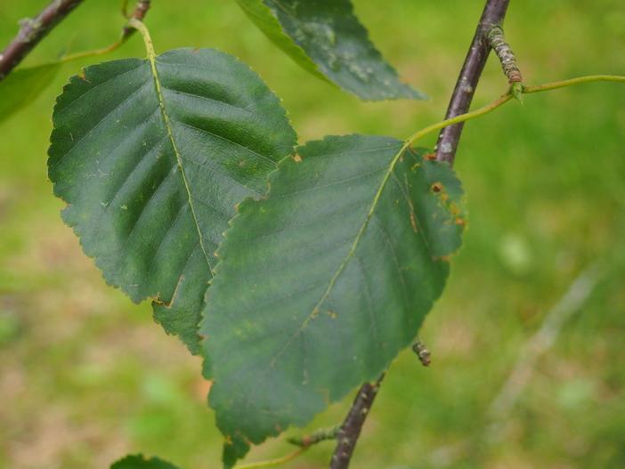 Betula jacquemontii image
