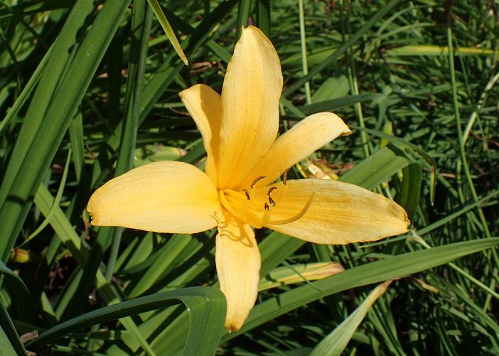 Hemerocallis middendorffii var. esculenta image