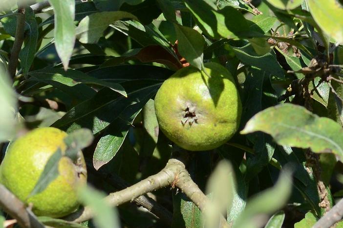 Pyrus salicifolia image
