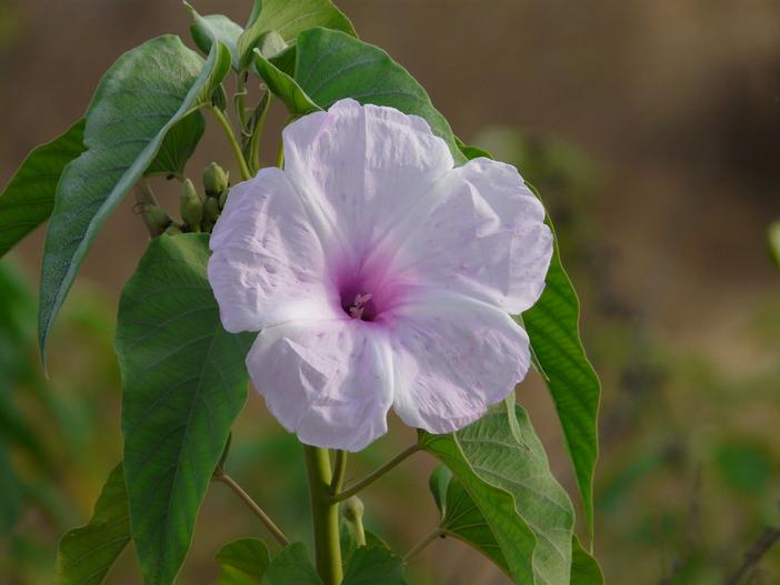 Ipomoea carnea image