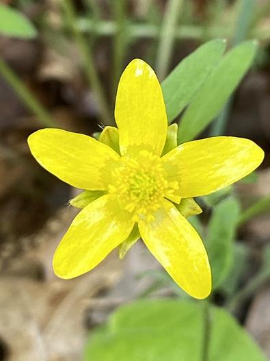 Ranunculus fascicularis image