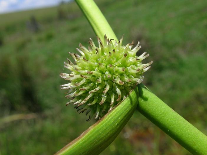 Sparganium subglobosum image