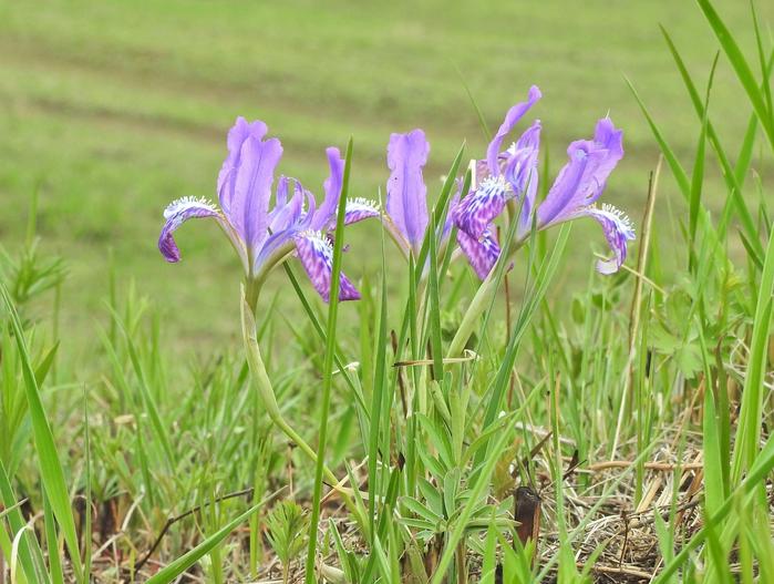 Iris ivanovae image