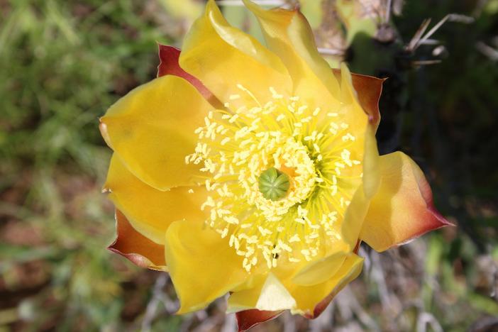 Opuntia littoralis image