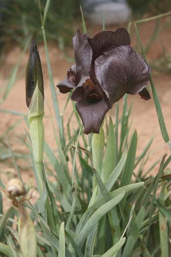 Iris nigricans image