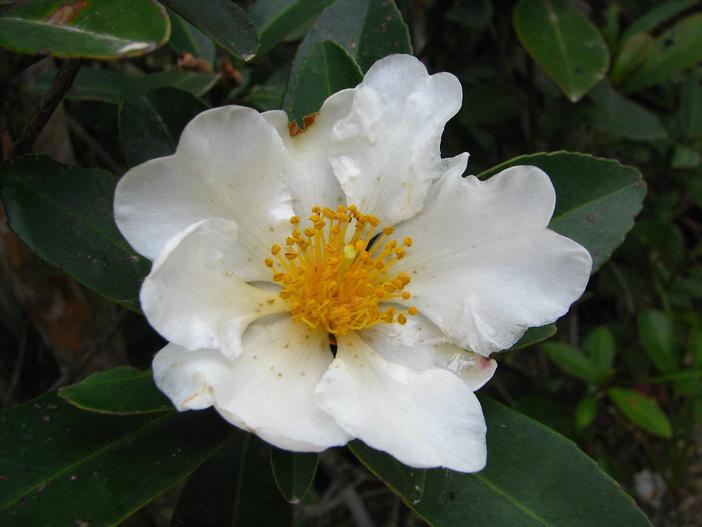 Gordonia axillaris image