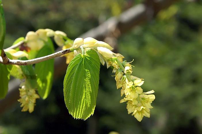 Corylopsis gotoana image